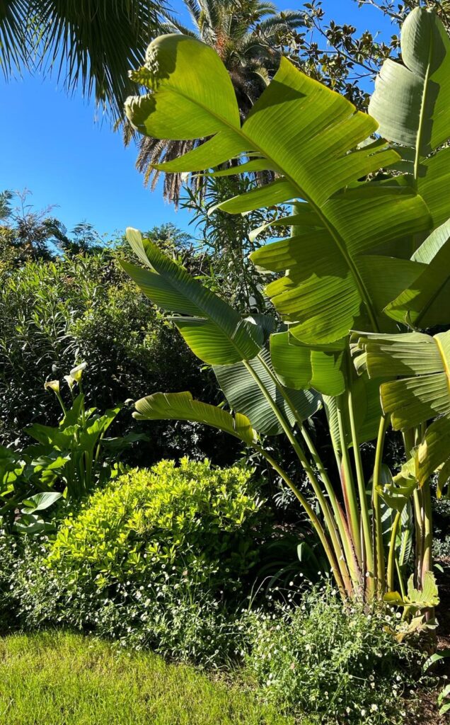 Grands végétaux, strelitzia dans un jardin méditerranéen