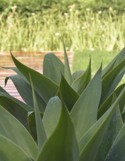Close-up of agaves with wooden deck and pool behind