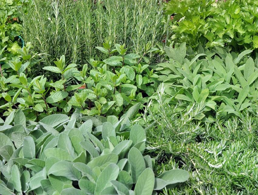 Classic aromatic herbs