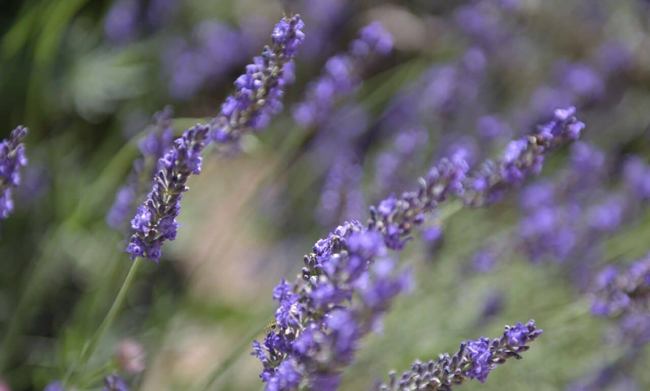 Lavande dans un jardin
