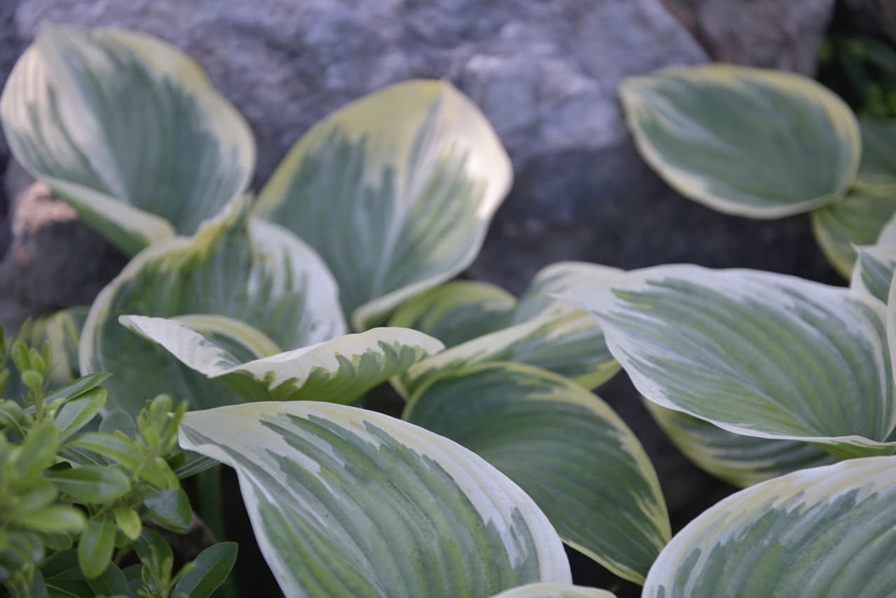 Détails de plantes grasses