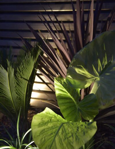 Close-up of exotic plants illuminated at night against a wooden wall