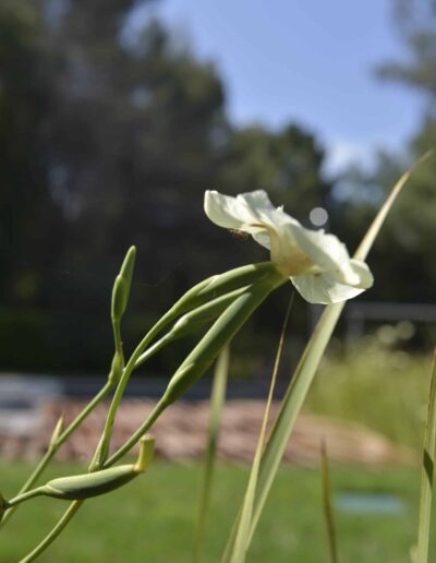 Gros plan d’une fleur blanche avec boutons verts, en avant-plan d’un jardin ensoleillé