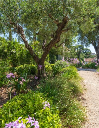 Flowerbed at the foot of an olive tree in the garden of Villa Hinn