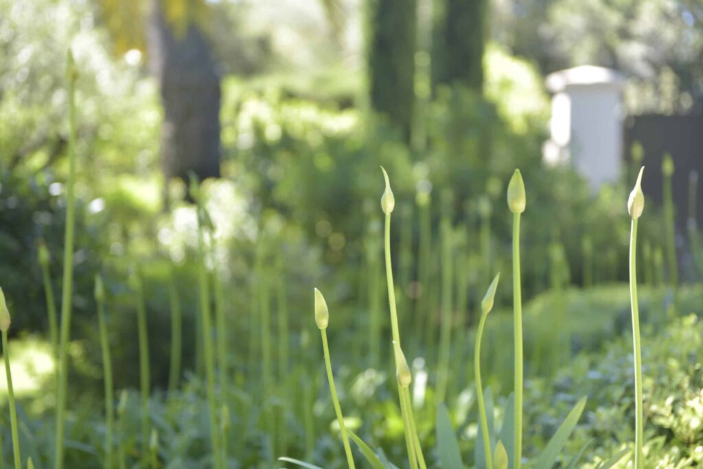 Delicate sprouts in a garden