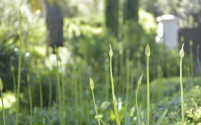 How long does it take to complete a full landscaping project?