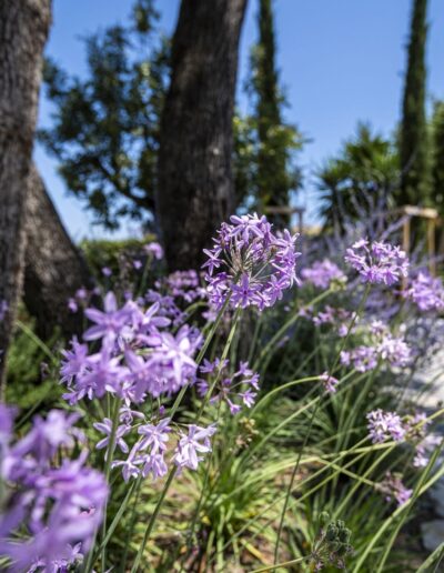Gros plan sur des fleurs violettes dans un jardin méditerranéen ensoleillé