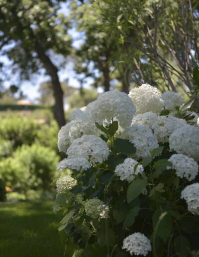 Massif d’hortensias blancs en pleine floraison dans un jardin verdoyant