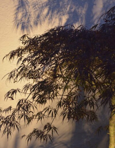 Japanese maple lit at night casting shadows on a light-colored wall