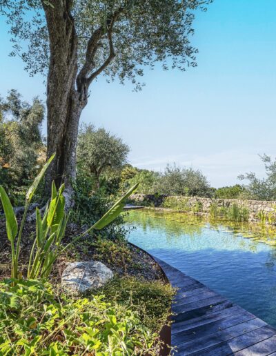 Vue d’un bassin naturel bordé de plantes méditerranéennes, dont un Strelitzia et des massifs fleuris