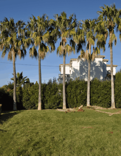 Jardin principal avant aménagement, avec pelouse irrégulière et végétation non structurée
