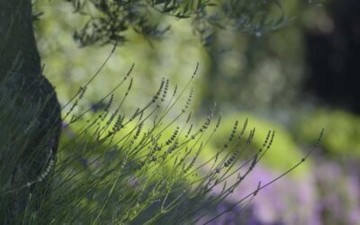 Comment créer un jardin durable et luxueux ?