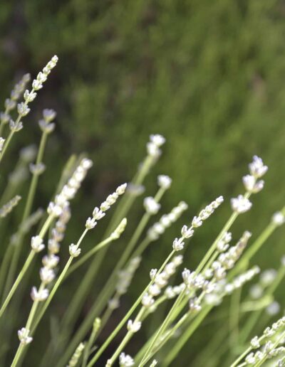 Close-up of lavender buds in a sunlit garden
