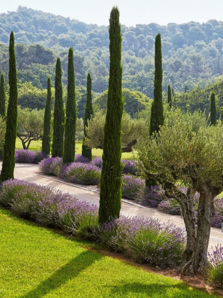 Garden pathway in a Provençal villa bordered with lavender