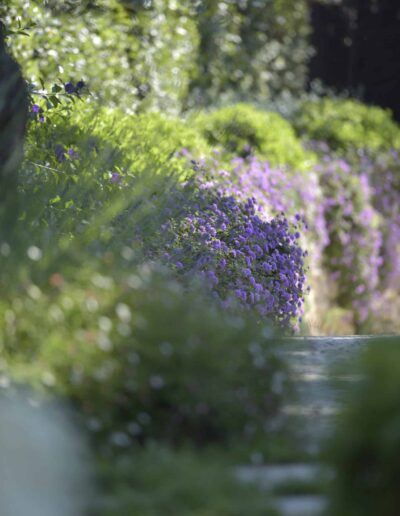 Massif fleuri en profondeur de champ réduite avec abondance de petites fleurs violettes et feuillages verts