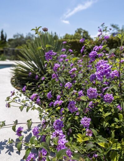 Massif de fleurs violettes en bordure de piscine dans un jardin méditerranéen