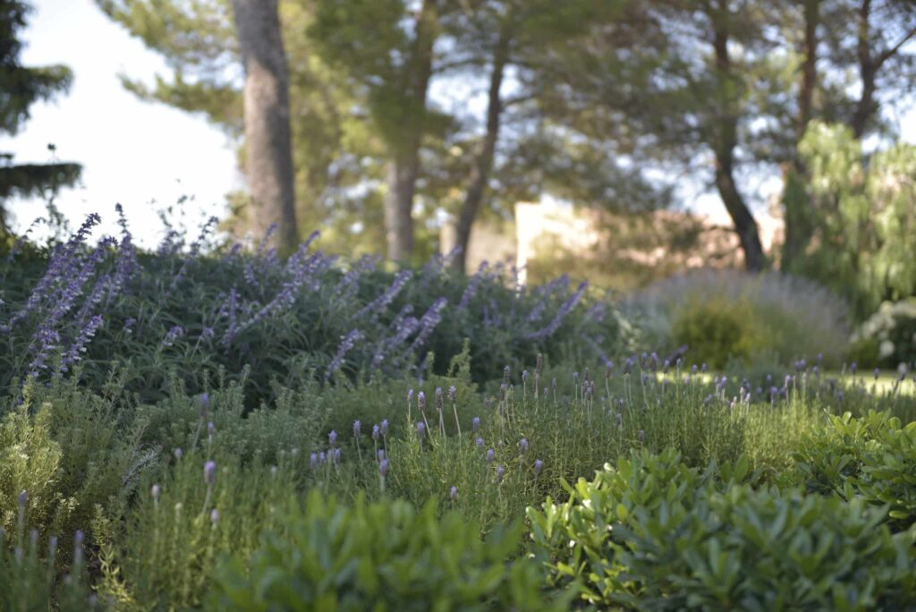 Mediterranean plants