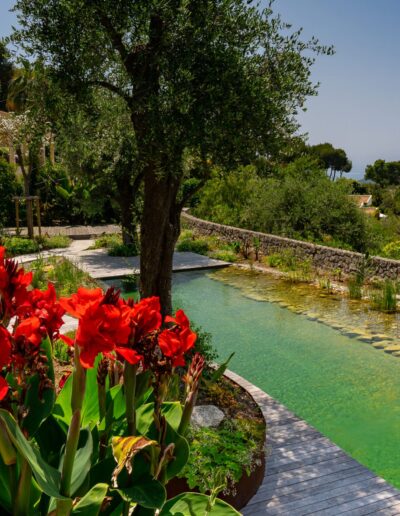 Natural pool bordered by an olive tree and vibrant red flowers in a lush Mediterranean garden