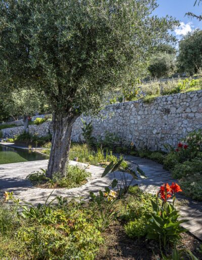 Natural pool surrounded by olive trees in a terraced Mediterranean garden