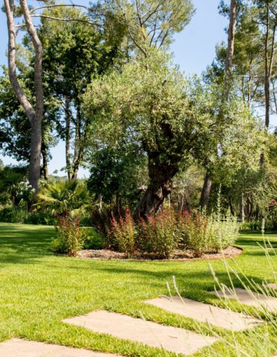Large natural garden in Mougins with a planting bed around an ancient olive tree.