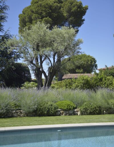 Mature olive tree surrounded by lavender beds beside a pool in a Mediterranean garden