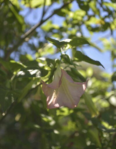 Close-up of a pink datura flower surrounded by garden foliage