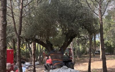 Plantation d’oliviers exceptionnels