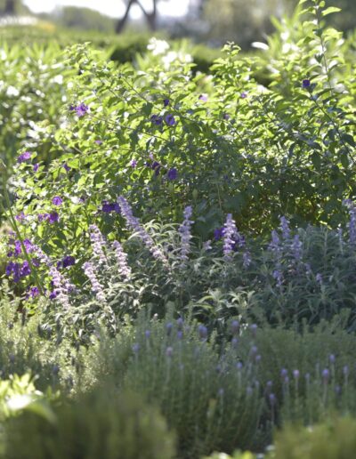 Sunny flower bed with Mediterranean plants and clusters of purple flowers in the foreground