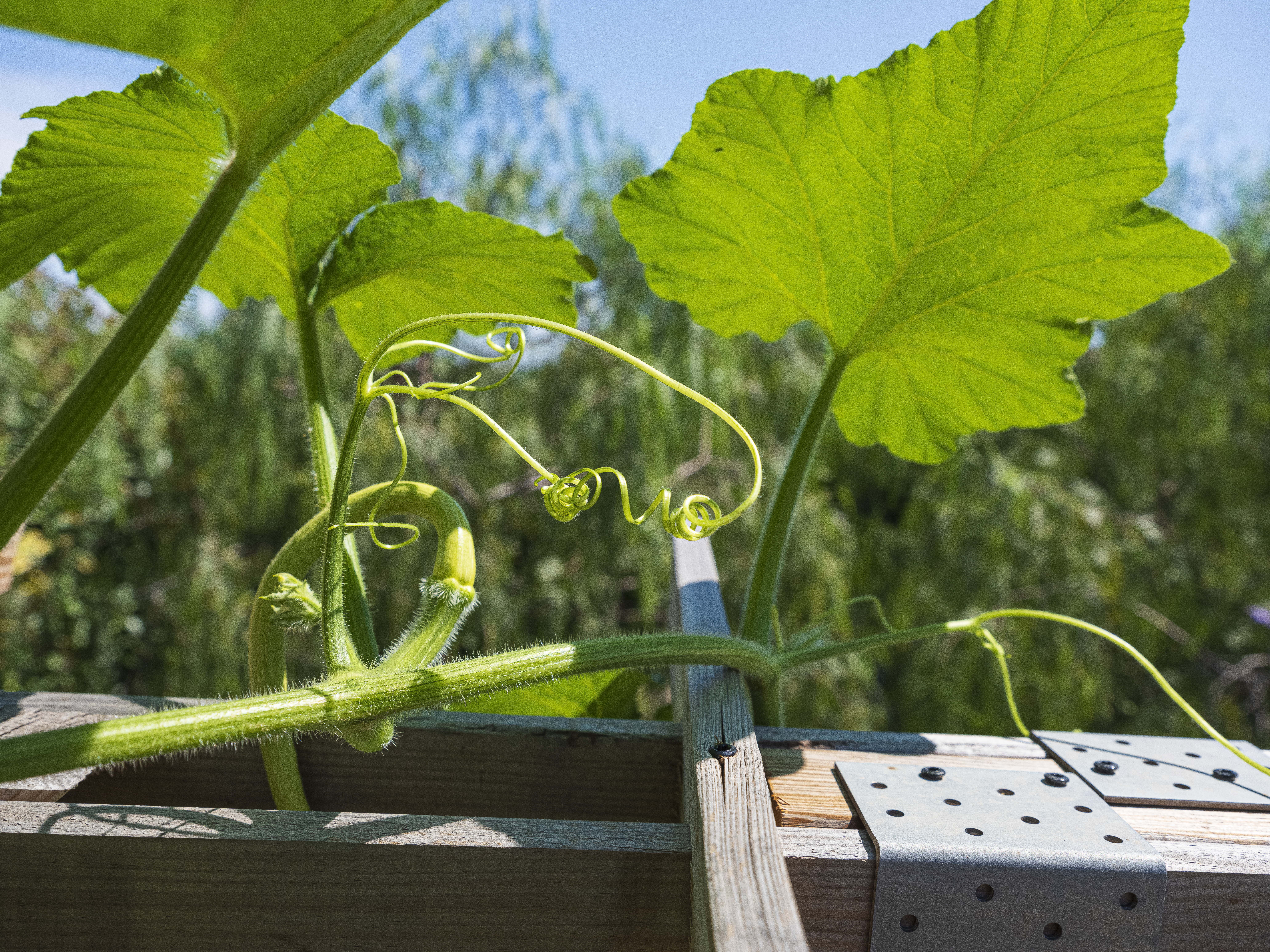 Squash leaves and runners