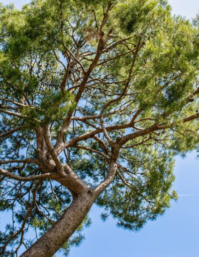 View up into the canopy of a large stone pine with dense foliage against a blue sky