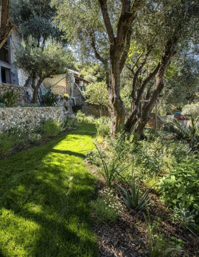 Terraced garden with olive trees and Mediterranean planting surrounding a house under renovation