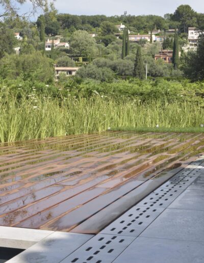 Aquatic plants growing along the wooden deck of an infinity pool