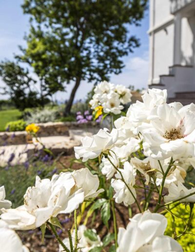 Close-up of white roses in a landscaped garden near the villa