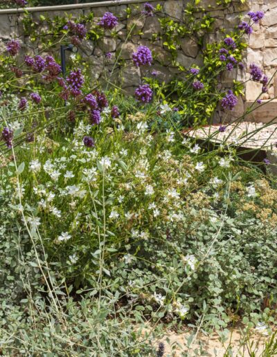 Bed of wild and Mediterranean flowers at the base of a stone wall