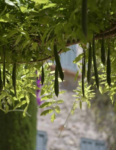 Wisteria seed pods hanging from a pergola in a sunlit garden